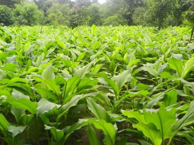 Farmers are losing their productivity & quality of turmeric crop due to use of low yielding variety, indiscriminate use of chemical fertilizer & poor soil as well as crop management.