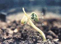 A and B are the seeds injected with and without sterilized distilled water. Seedling symptom of soybean bacterial pustule from planting seed injected with Xanthomonas campestris pv. glycines at 1.