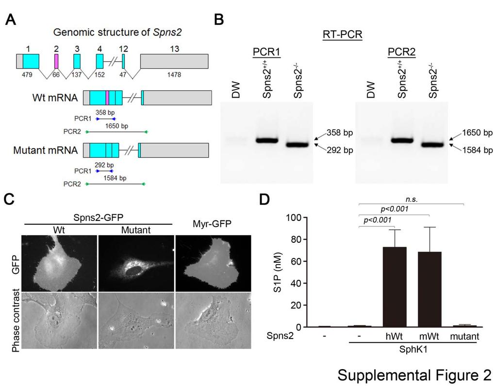 Supplemental Figure 2 Spns2 KO mice are functionally disrupted for Spns2.