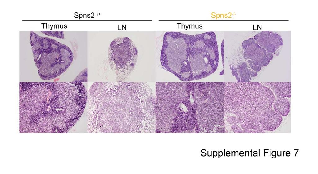 Supplemental Figure 7 Histological analyses of the thymi and peripheral lymph nodes (LN) of Spns2 KO mice.