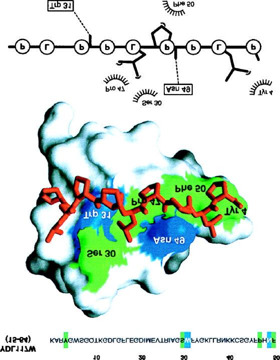 Modeling a putative interaction of a predicted YDL117W SH3 domain with a proline-rich peptide.