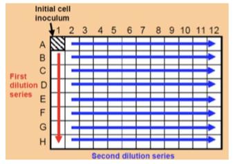 transfected cells, you will need to scale this up accordingly in order to obtain and screen more clones. 8.