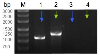 Figure 3. Junction PCR results. Lanes 1 and 2 are 5 and 3, respectively. Junction PCR products from a single puromycin resistant clone. Lanes 3 and 4 are 5 and 3, respectively.