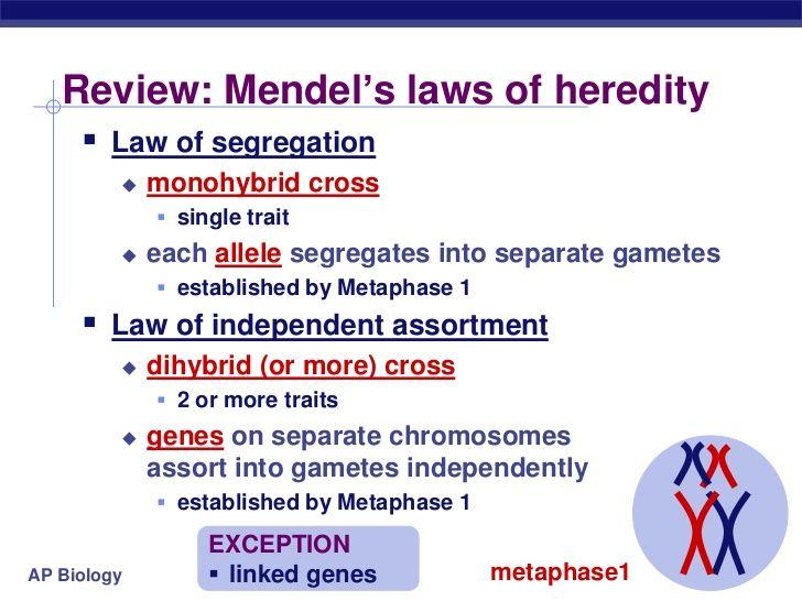 * Rules of Probability Mendel s laws of segregation/independent assortment reflect the rules of probability. Remember from math.