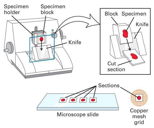 Preparation of thin slices for light microscopy Optical light microscopy course 23.10.2012 Kirsi Rilla Shortly: Histological sample preparation for microscopy 1.