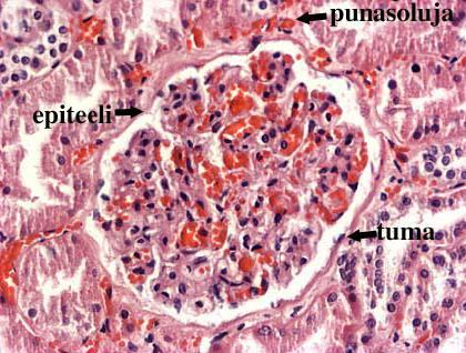 Staining Histochemistry - Hematoxylin-Eosin staining Historadiography -Radiolabeled molecules In Situ Hybridization - DNA or RNA localization in their cellular environment.