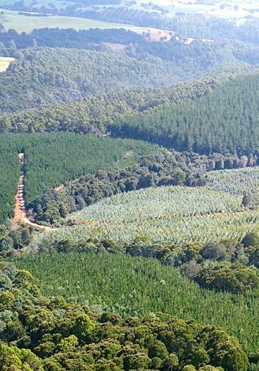 Forests as carbon sinks Australia s economy has been growing rapidly, placing increasing pressure on the nation to stay on track in meeting the Kyoto target of 108% of 1990 emissions levels.