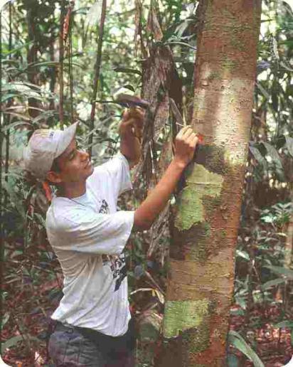 Evidence from long-term plot studies in tropical forests Amazonian data: 1.24 ± 0.