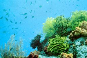 As a result of human activities, many coral reefs suffer chronic stress.