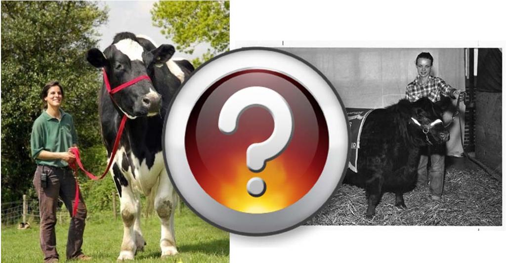 What Does the Ideal Cow Look Like? Different for Everyone!