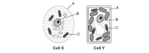 Base your answers to questions 16 through 19 on the diagrams below of two cells, X and Y, and on your knowledge of biology. 16. Identify organelle A: cell membrane State one function of this organelle: regulates what enters and leave the cell 17.