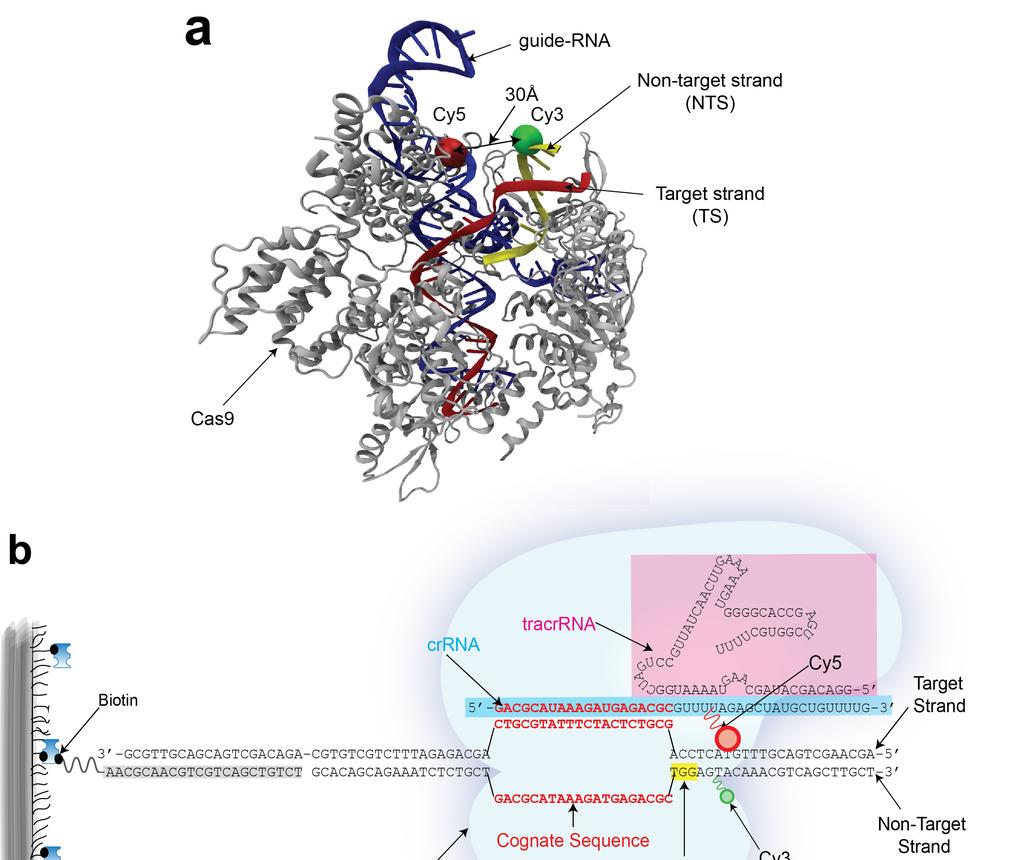 Supplementary Figure 1. FRET probe labeling locations in the Cas9-RNA-DNA complex.