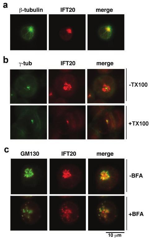 DOI: 10.1038/ncb1977 Figure S1 a. Immunofluorescence analysis of IFT20 localization in PBL costained with anti-β-tubulin antibodies. b.