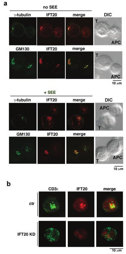 Figure S2 a. Immunofluorescence analysis of IFT20 localization in conjugates of Jurkat cells and APC, in the presence or absence of SEE.