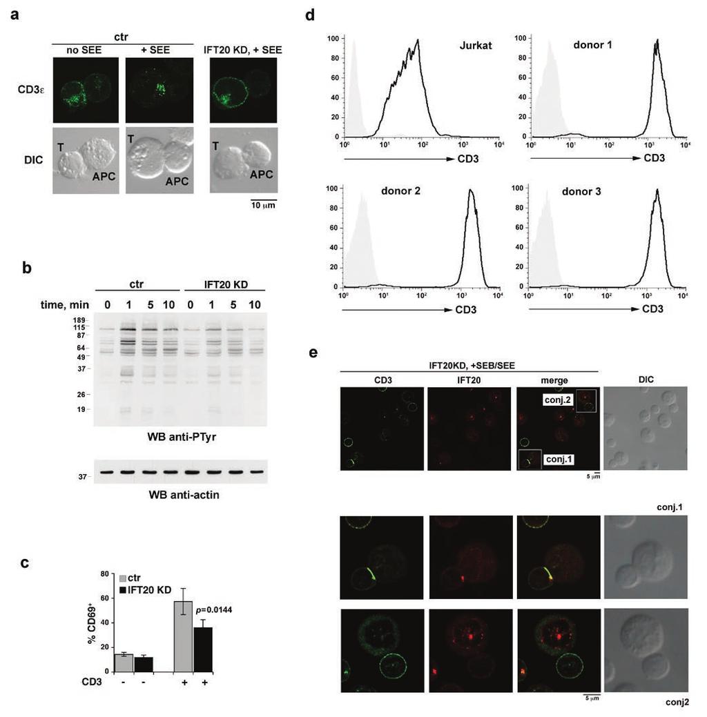 Figure S3 a. Immunofluorescence analysis of CD3ε localization in conjugates of control/ift20-kd Jurkat cells and APC, in the presence or absence of SEE.