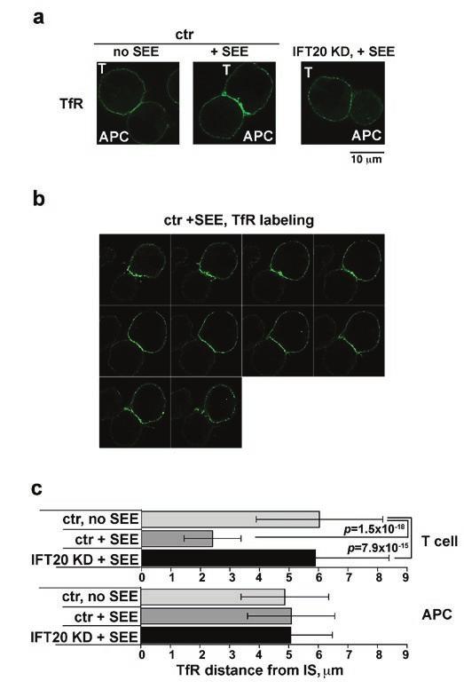 Figure S5 a. Immunofluorescence analysis of TfR localization in conjugates of control/ift20-kd Jurkat cells and APC, in the presence or absence of SEE.