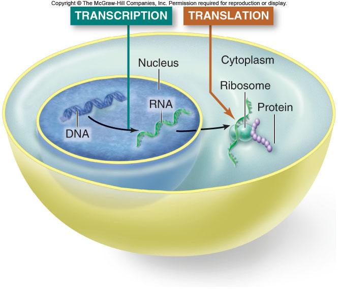 Biology s Central Dogma DNA RNA protein Transcription cell copies DNA to RNA.
