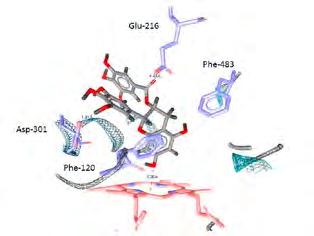 Medical Biochemistry MvaL4, respectively, binds preferentially to its binding site on the 23S rrna, and, when in excess, binds with lower affinity to its regulatory binding site on its mrna (in the