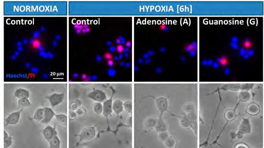 In response to hypoxia/ischemia purine nucleosides are produced and released from cells, and growing evidence suggests that they might act as trophic and neuroprotective factors in the central- and