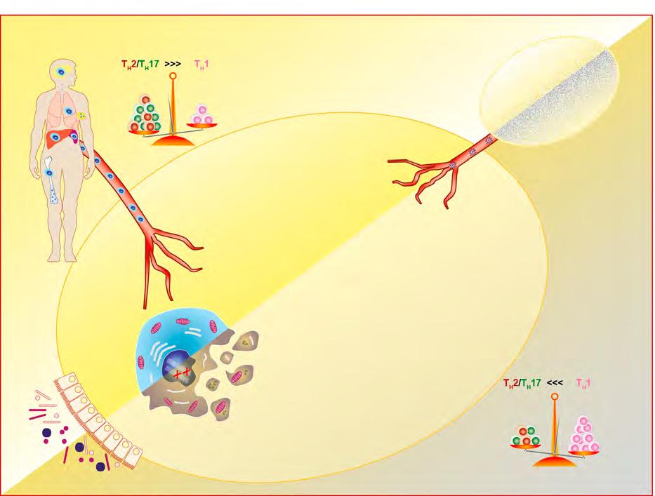 Cell Genetics TUMOR IMMUNE EVASION TUMOR DRAINING LYMPH NODE CD8 + Dendri'c cell CD4 + IL- 10 TGFβ Type 2 Macrophage Monocyte MDSC Dendri'c cell Type 1 Macrophage CIRCULATING TUMOR CELLS Cancer cell
