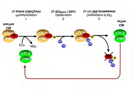 Medical Biochemistry Fig. 2: A feedback loop controls CDK2 activation at the restriction point.