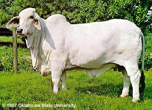 Brahman Cattle Used in crossbreeding programs Light gray or red & sometimes black loose skin, large hump over shoulder & large drooping ears