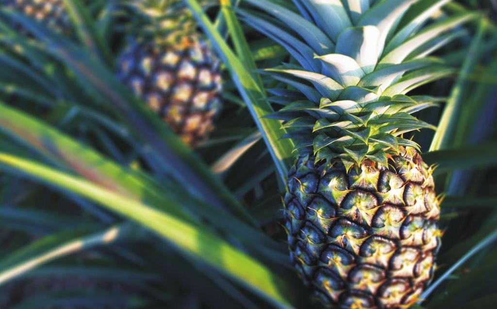 Introduction Welcome to the start of your career in pineapple value chain approach.