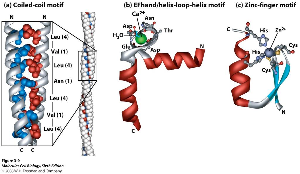 Combinations of secondary structures define motifs hydrophobic residues ionic bonds involving Ca 2+ Fibrous proteins Ca 2+ binding proteins RNA and DNA binding proteins Tertiary Structure Long range