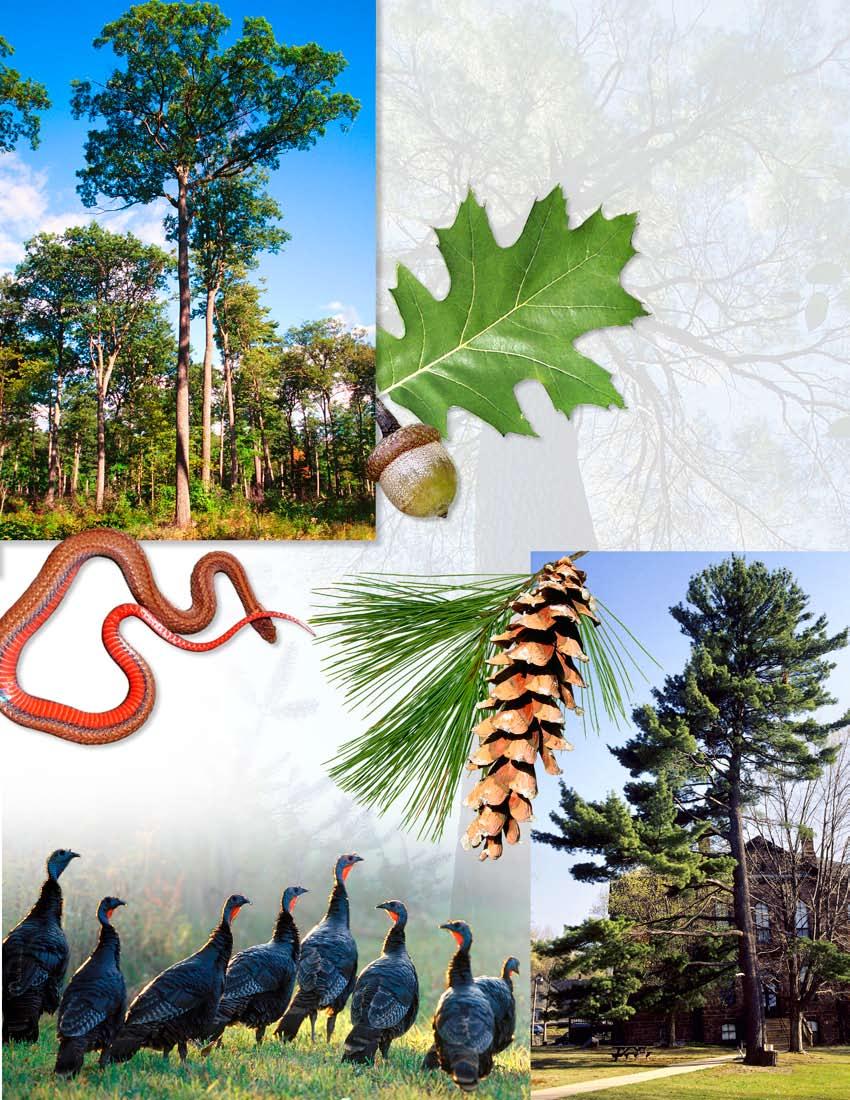 White Pine - Northern Red Oak Forest In the southern part of New Hampshire, red oak and white pine are commonly seen growing together on well-drained soils.