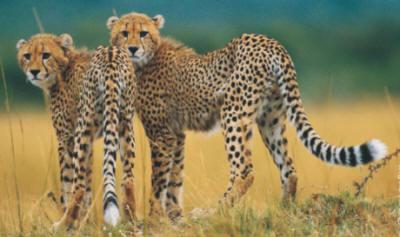 Explaining patterns/phenomena: Different species have different diversities Could be due to differences in u, N e, or s. Why are cheetahs so uniform?