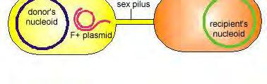 Other plasmids present in the cytoplasm of the bacterium, such as those coding for antibiotic resistance, may also be transferred during this process. F can be transferred from E.