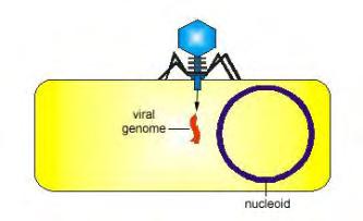 The bacteriophage genome enters the bacterium.