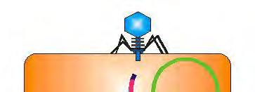 Every phage now carries that segment of bacterial DNA.
