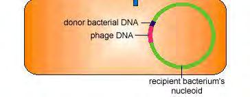 The bacteriophage adsorbs to a recipient bacterium and injects its genome. 6.