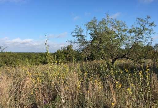 Level II Vegetation/Habitat Surveys Results: Blackland Prairie