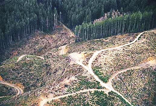 Threats to soil resources Deforestation removal of all trees from land for logging, agriculture, and grazing. - In less than 40 years, we have destroyed over 50% of our tropical forests.