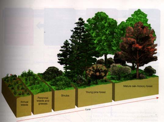Secondary Succession Example annual weeds perennial weeds