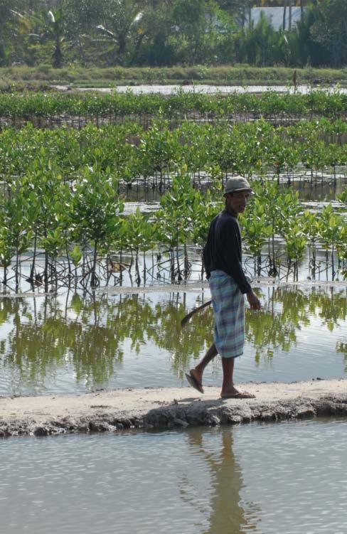 Bangladesh: Integrated coastal zone management Coastal afforestation since 1960s for: Reducing the impact of cyclones and tidal surges Stabilisation of newly accreted mud flats Timber production