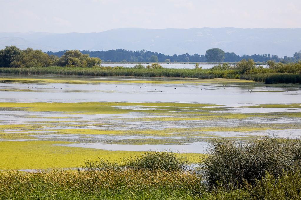 Wetlands and floodplains control