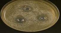 aureus  Ascorbic acid Bacillus