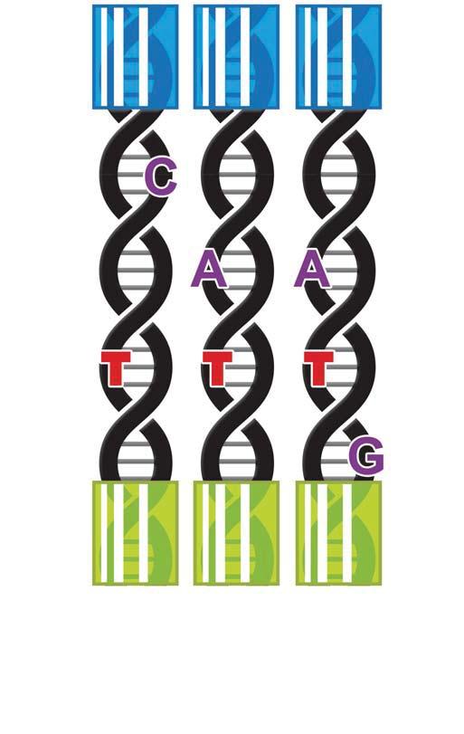 How Does Molecular Barcoding Work?