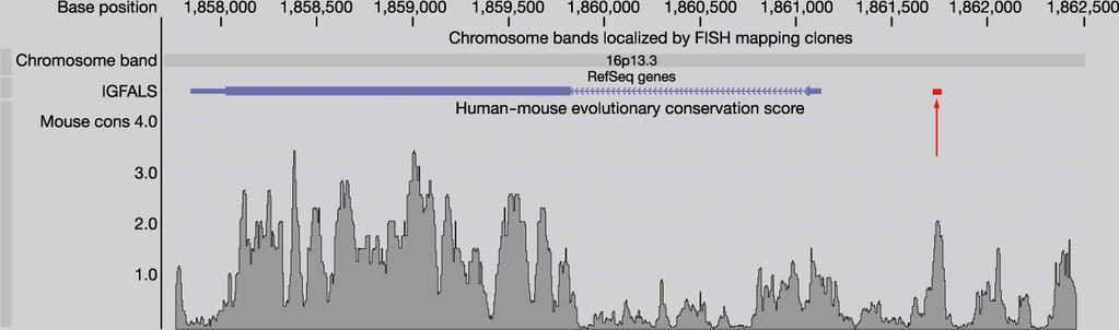 Mouse-human comparison 2005