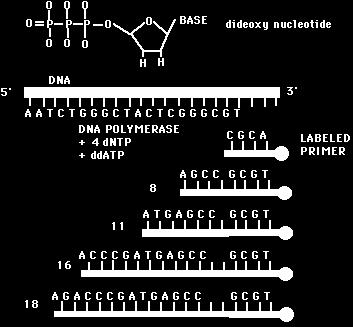 DNA Sequencing 5 CHAIN TERMINATOR 3 A 3