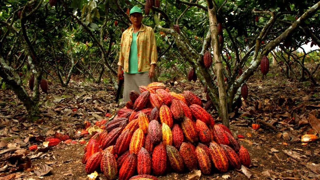 06. Impact Goals Market Access: Fine cacao accesses national and international markets and obtains better prices. The experiences and lessons learned were systematized and disseminated.