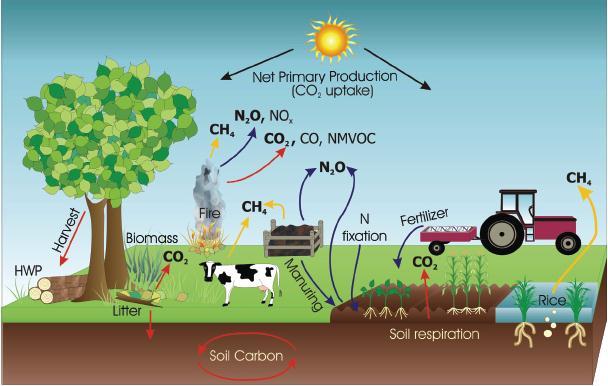 Terrestrial sources/sinks of GHGs Photosynthesis Oxidation