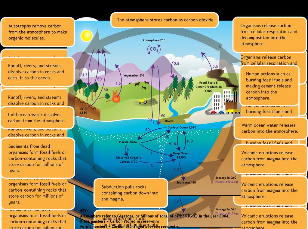 The Carbon Cycle: Carbon moves from one reservoir to another in the carbon cycle. What role do organisms play in this cycle? Carbon cycles quickly between organisms and the atmosphere.