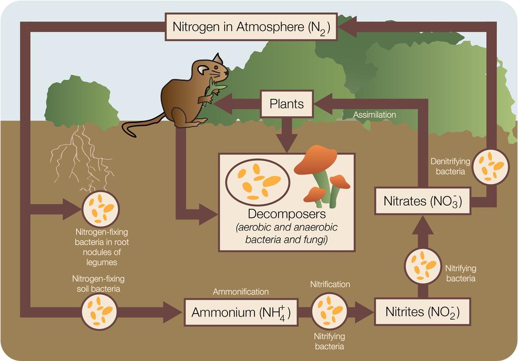 Nitrogen Cycle in a Terrestrial Ecosystem: Nitrogen cycles between the atmosphere and living things.
