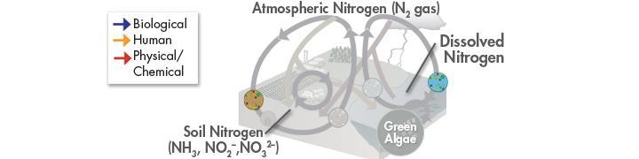 The Nitrogen Cycle Although nitrogen gas is the most abundant form of nitrogen on Earth, only certain types of bacteria that live in the soil