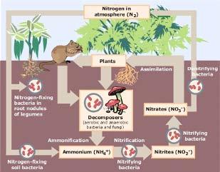 Nitrogen Cycle Nitrogen makes up 78 percent of Earth s atmosphere. It s also an important part of living things. Nitrogen is found in proteins, nucleic acids, and chlorophyll.