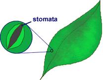 Figure 1.10: Plant leaves have many tiny stomata. They release water vapor into the air.